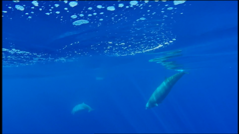 Telecanarias 2 - 01/06/2018