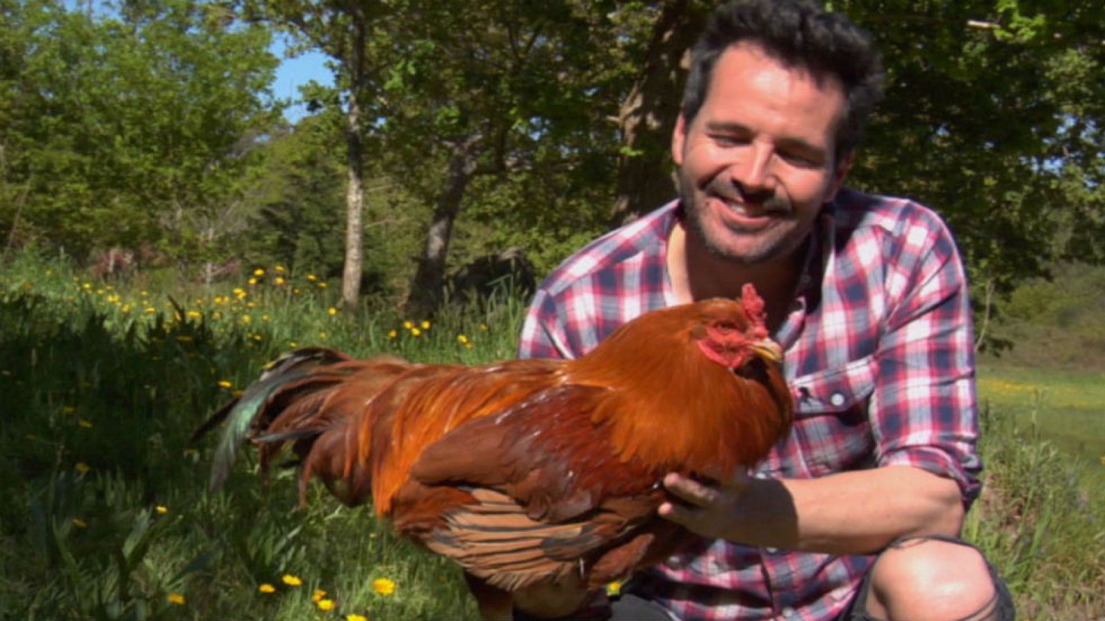 Gallina de Mos, la gallina todoterreno