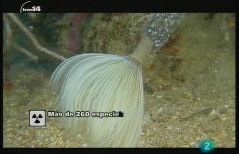 tres14 - Basura a la deriva