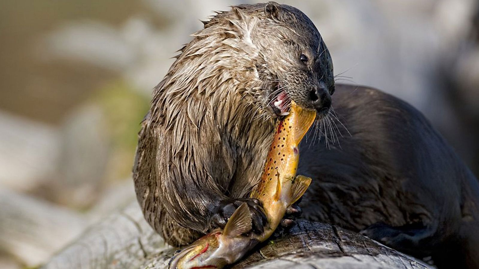 Grandes documentales - El salvaje Oeste: las tierras altas - ver ahora