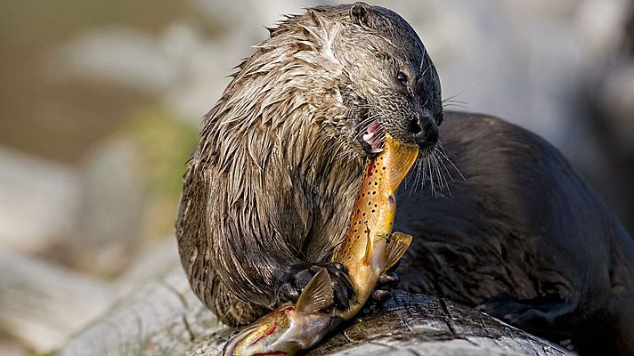 Grandes documentales - Salvaje Oeste: las tierras altas