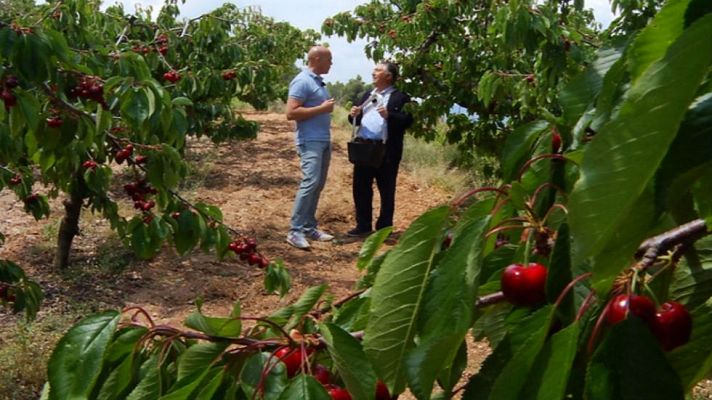 Aquí la Tierra - Las cerezas de Alicante y su montaña
