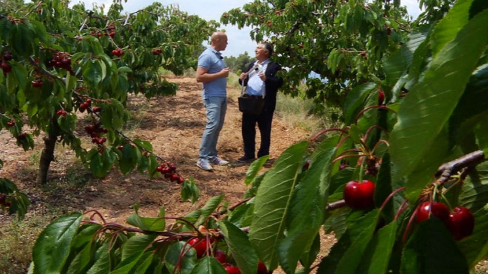 Las cerezas de Alicante y su montaña