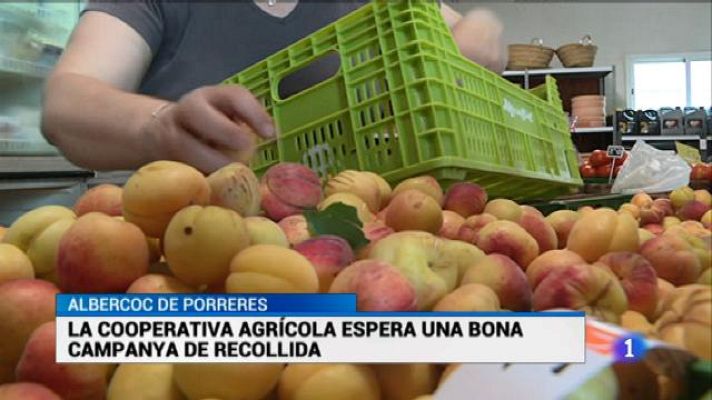 Informatiu Balear - A Porreres esperen recollir més de 80 tones d'albercocs