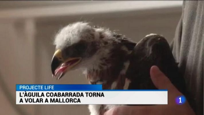 Informatiu Balear - L'àguila Coabarrada torna a solcar el cel de Mallorca