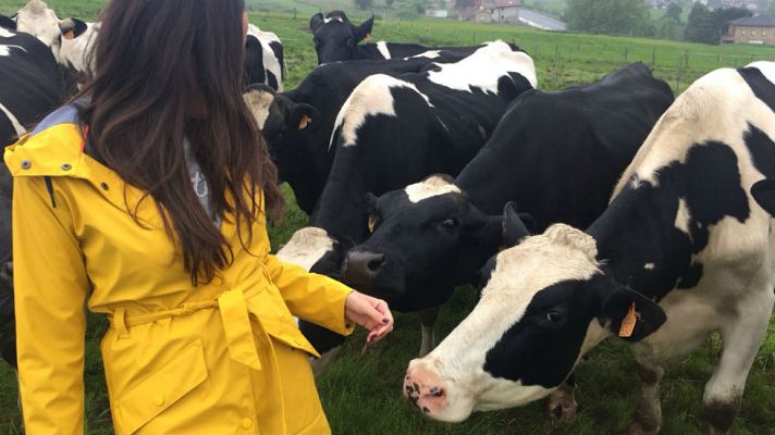 Aquí la Tierra - El queso de nata de Cantabria