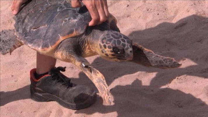 L'informatiu - Comunitat Valenciana - La Comunidad Valenciana en 2' - 08/06/18