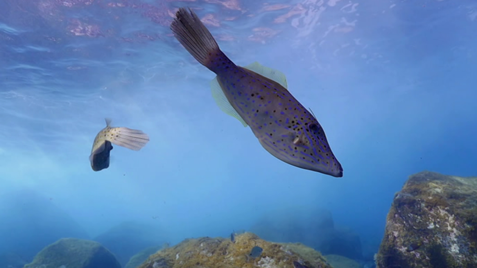 El escarabajo verde - El Hierro, un parque en el mar - ver ahora