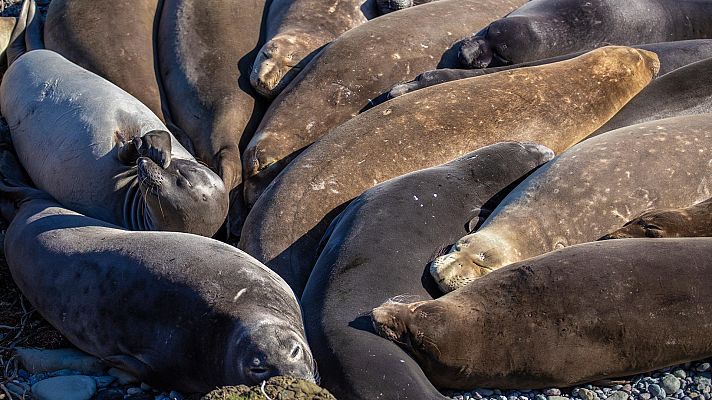 Otros documentales - Escuela de animales: Elefantes marinos