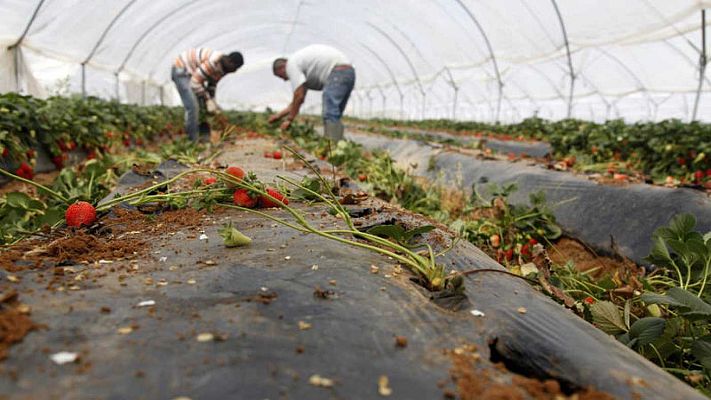 Telediario 1 - Detenido un capataz de una finca de Huelva acusado de un delito de abusos sexuales a cuatro trabajadoras