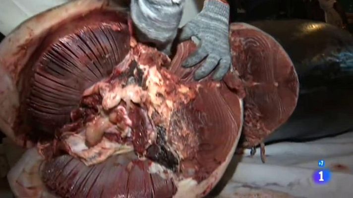 Comando Actualidad - La burbuja gastronómica - Un señuelo de 300 kilos