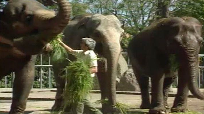 Programes especials de Arxiu - Zoo. 100 anys