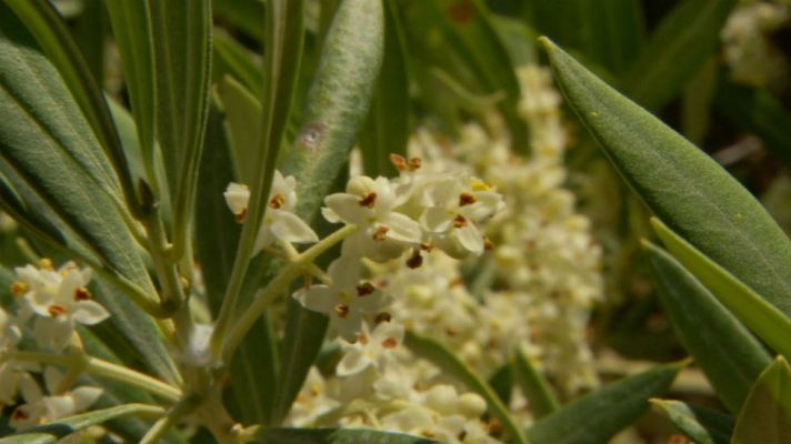 Aquí la Tierra - Aceite con Denominación de Origen Protegida "Sierra Mágina"
