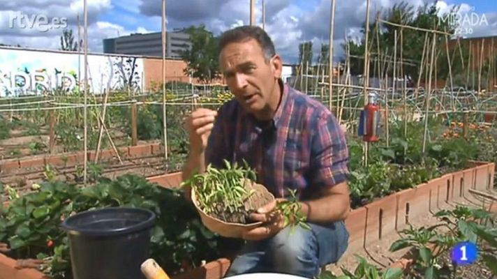 Aquí la Tierra - Pimientos para piso y apartamento