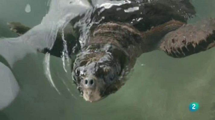 La meva mascota i jo - La tasca de recuperació del medi marí del CRAM