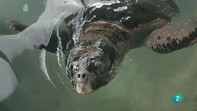 La meva mascota i jo - La tasca de recuperaci� del medi mar� del CRAM - 13/06/2018