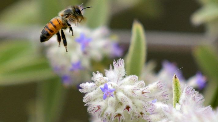 El tiempo - Tiempo estable con cielos poco nubosos