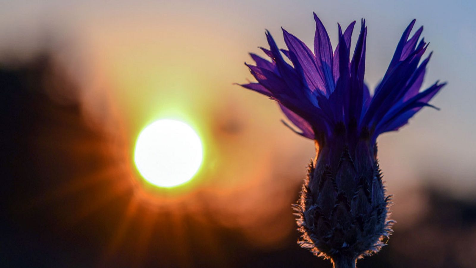 Cielos pocos nubosos o despejados - El tiempo | Ver