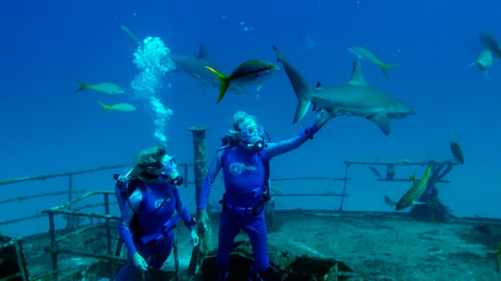 'Las maravillas del mar'