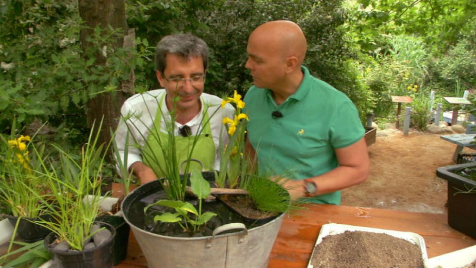 Un jardín acuático en un balde