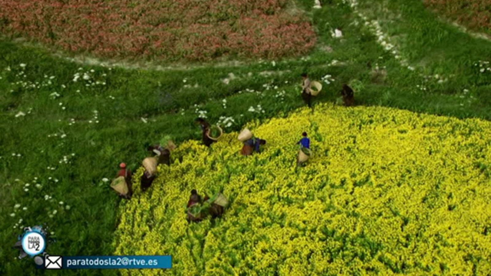 Para todos La 2 - 16/06/18 - ver ahora