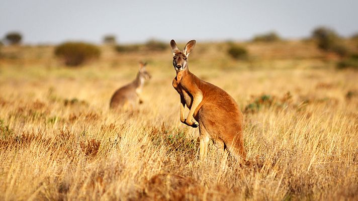 Otros documentales - Escuela de animales: Canguros