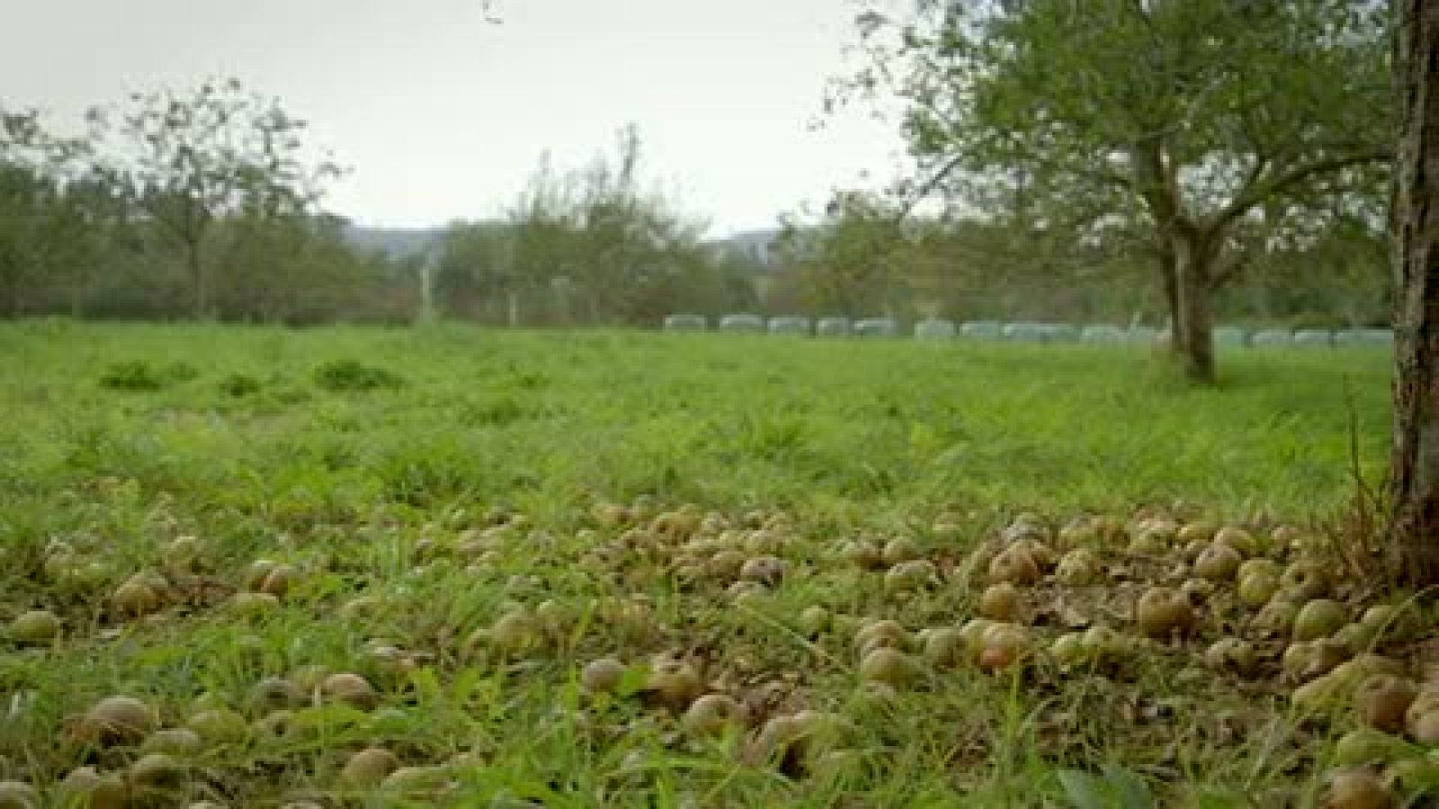 Los mejores momentos de 'El paisano' en el pueblo asturano de Tazones