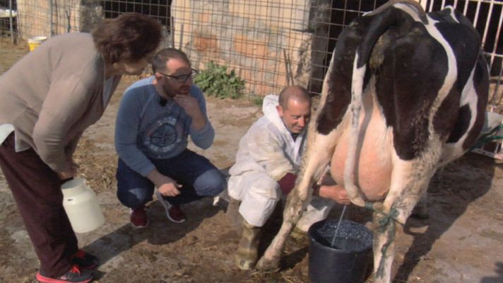 Aquí la Tierra - Con la leche, nada se deja al azar