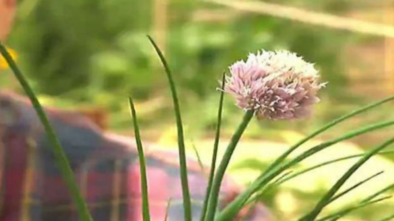 Del cebollino, ¿se aprovecha todo?