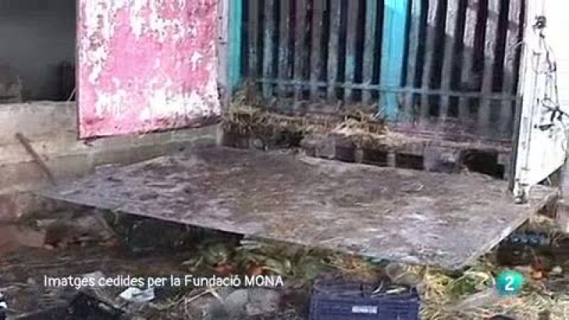 La meva mascota i jo - La Gisela visita la Fundaci� Mona