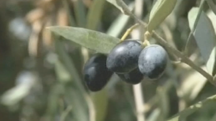 Agrosfera - Agrosfera - 23/06/18