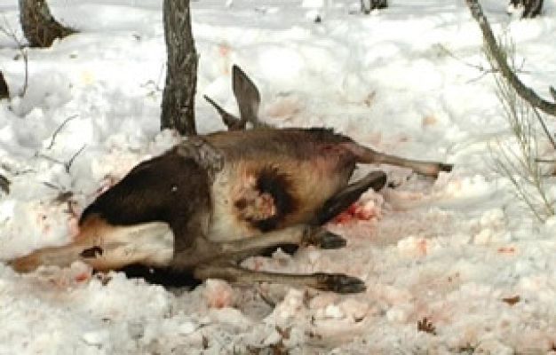 Repor - 'La huella del lobo'