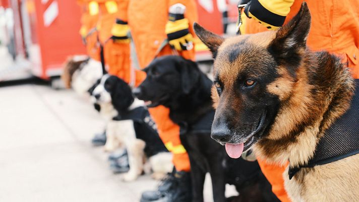La vida secreta de los perros - La vida secreta de los perros. Serie 2. Episodio 2