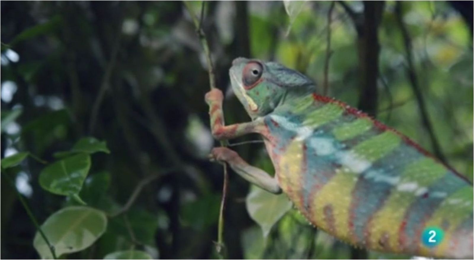 La meva mascota i jo - La tasca del Centre de Recuperaci� d'Amfibis i R�ptils de Catalunya - 27/06/2008