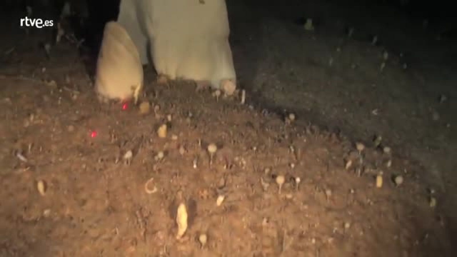 Reportaje Millennium "Riuqueza natural"