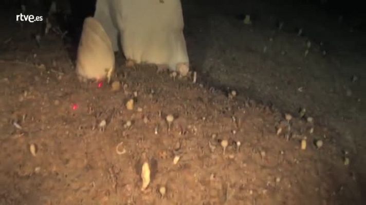 Millennium - Reportaje Millennium "Riuqueza natural"