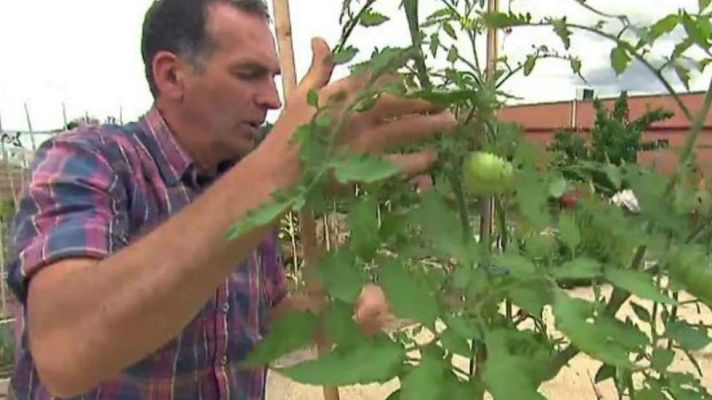 Aquí la Tierra - Los tomates necesitan una guía