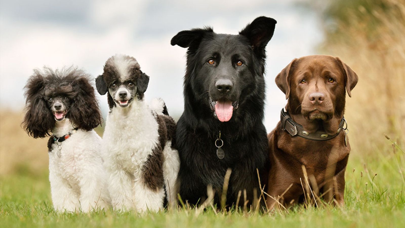 La vida secreta de los perros. Serie 2. Episodio 3 - RTVE.es - La vida secreta de los perros | Ver