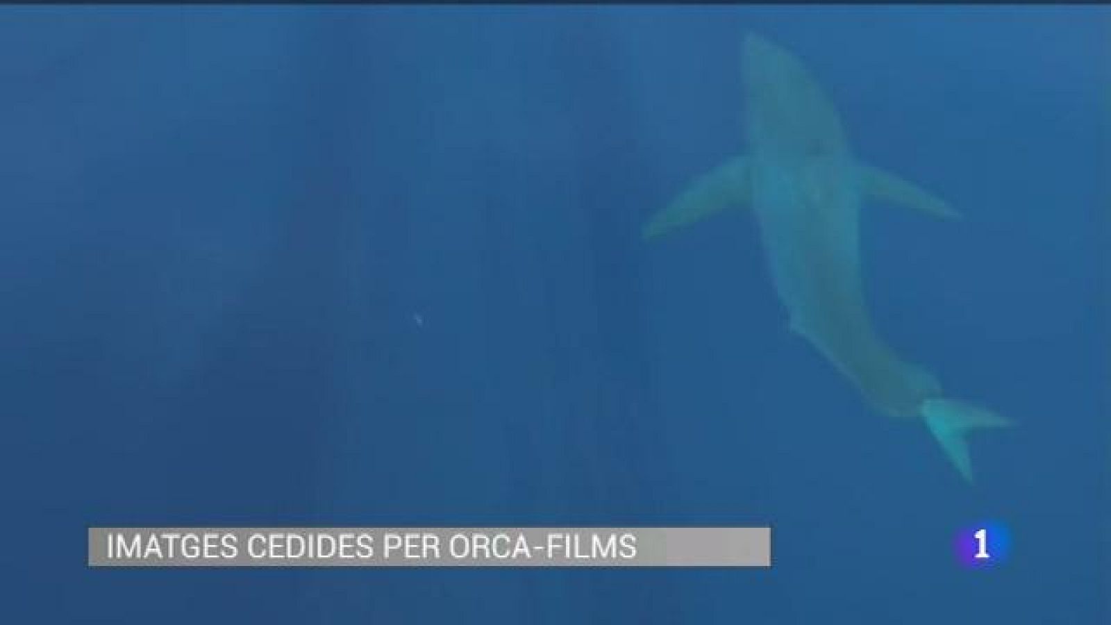 El retorn del Gran Blanc