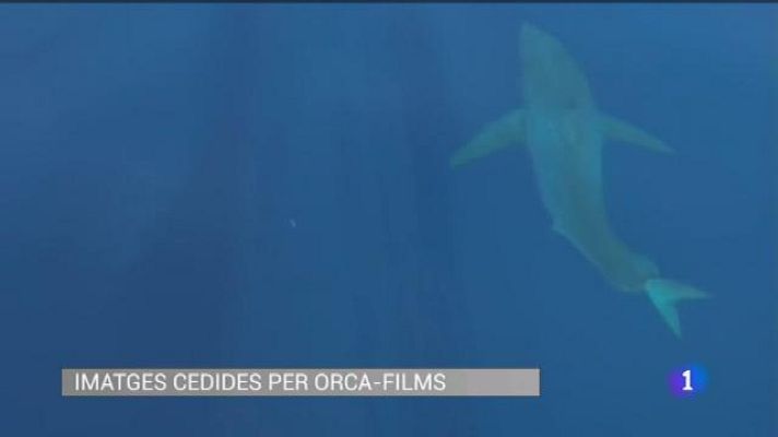 Informatiu Balear - El retorn del Gran Blanc