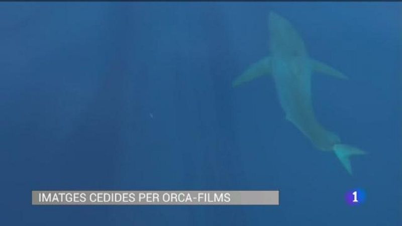 El retorn del Gran Blanc