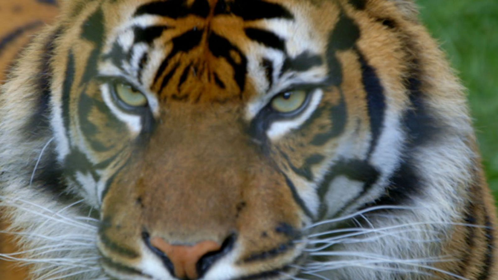 Otros documentales - La vida secreta del zoo. Episodio 2 - ver ahora