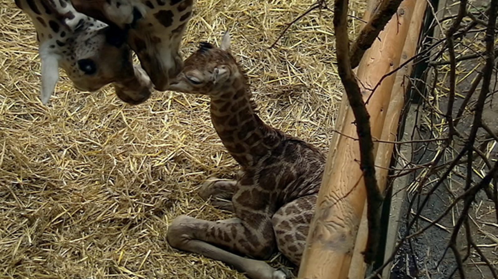 Otros documentales - La vida secreta del zoo. Episodio 3 - ver ahora