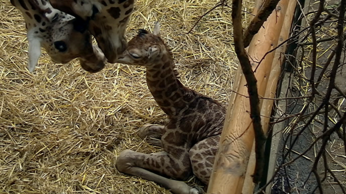 Otros documentales - La vida secreta del zoo. Episodio 3