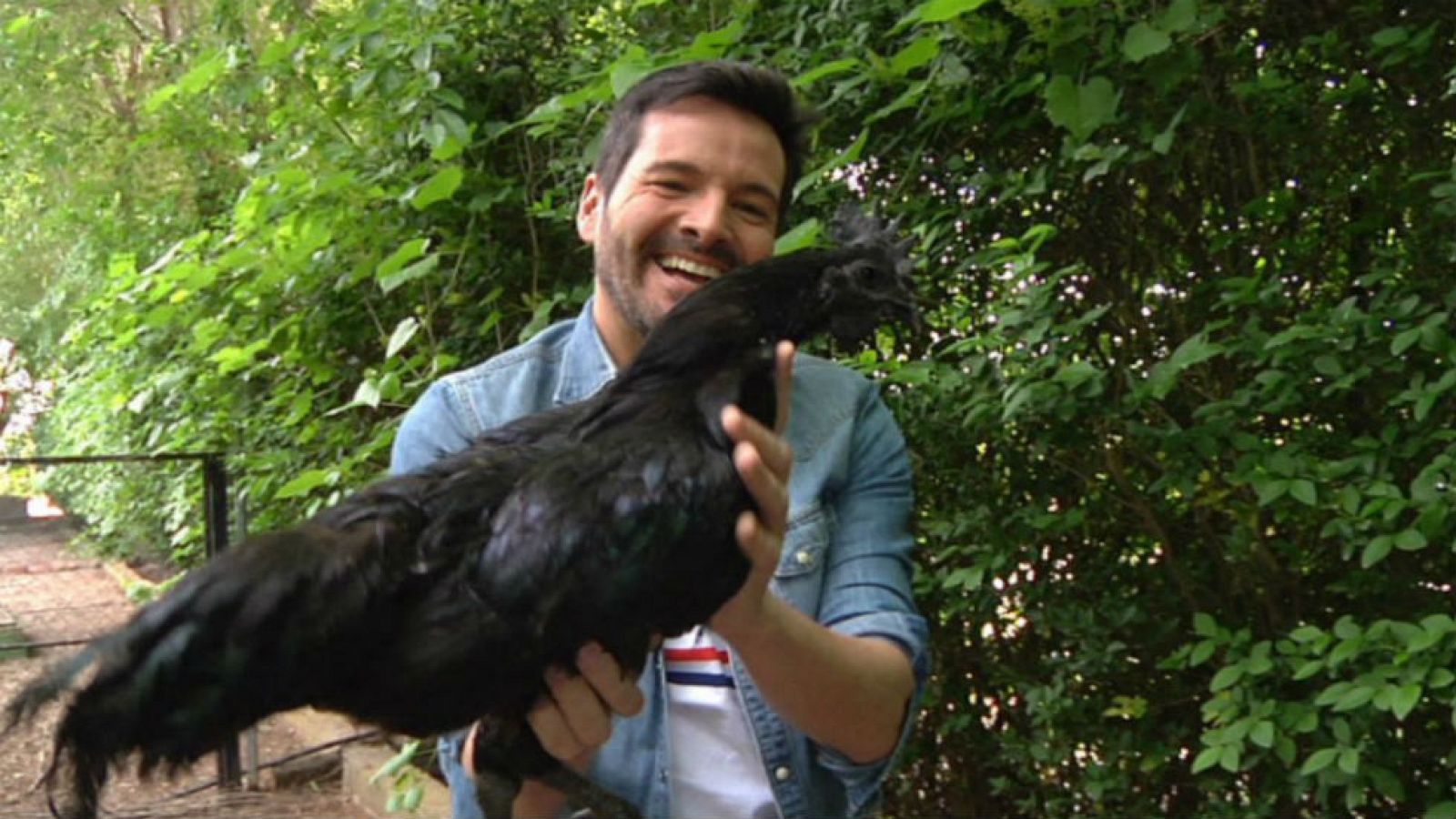 Una gallina totalmente negra