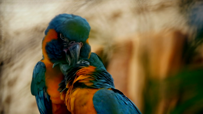 Otros documentales - La vida secreta del zoo. Episodio 5