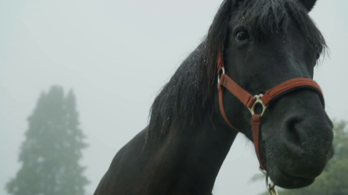 El señor de los bosques - Hayedo de Otzarreta- Bizkaia