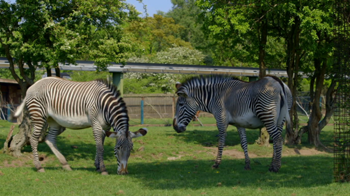 Otros documentales - La vida secreta del zoo. Episodio 7