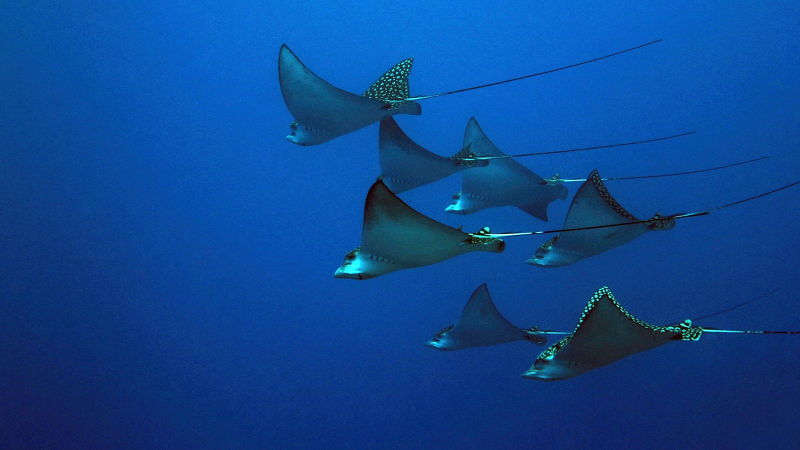 Grandes documentales - La magia del Gran Azul. Los siete continentes: Norteamérica - ver ahora