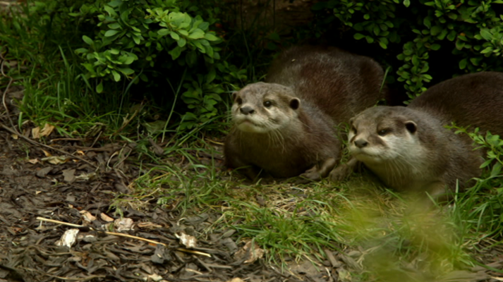 Otros documentales - La vida secreta del zoo. Episodio 8